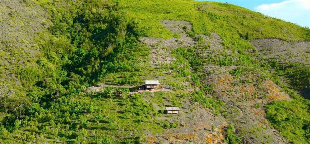 Chuyển nhượng 5000 ha trồng rừng tại miền bắc pháp lý đầy đủ