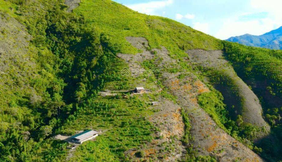Chuyển nhượng 5000 ha trồng rừng tại miền bắc pháp lý đầy đủ