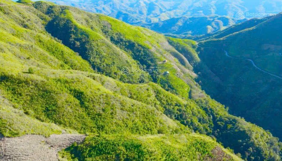 Chuyển nhượng 5000 ha trồng rừng tại miền bắc pháp lý đầy đủ