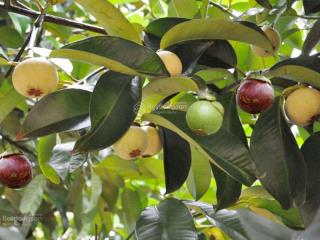 Vườn trái cây an sơn 1.000m2 ngang 35m,  0909 036 ***