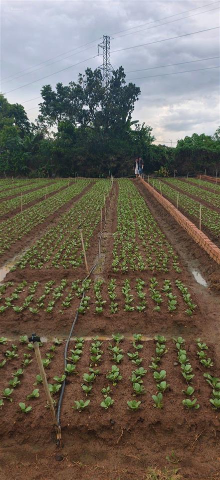 Bán đất thổ cư giá rẻ 1,35 tỷ, diện tích 166m2, gần mọi tiện ích trong bán kính 1 km