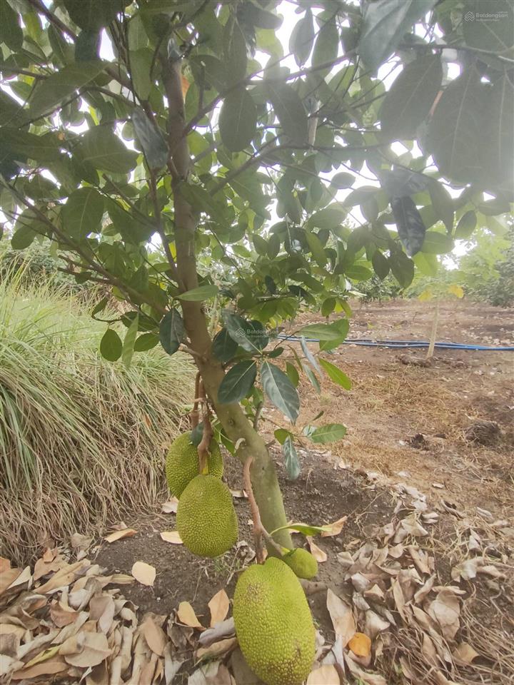 Bán đất rẫy có thổ cư view suối gần trung tâm long khánh