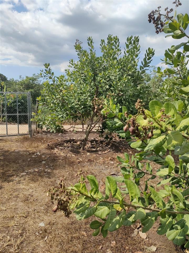 Bán đất rẫy có thổ cư view suối gần trung tâm long khánh