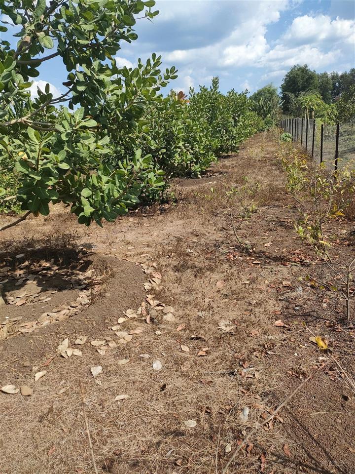 Bán đất rẫy có thổ cư view suối gần trung tâm long khánh