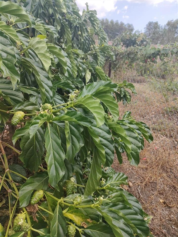 Bán đất rẫy có thổ cư view suối gần trung tâm long khánh