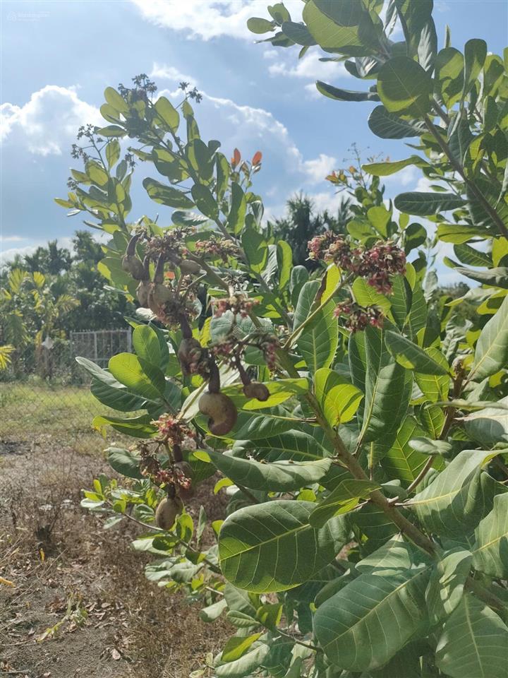 Bán đất rẫy có thổ cư view suối gần trung tâm long khánh