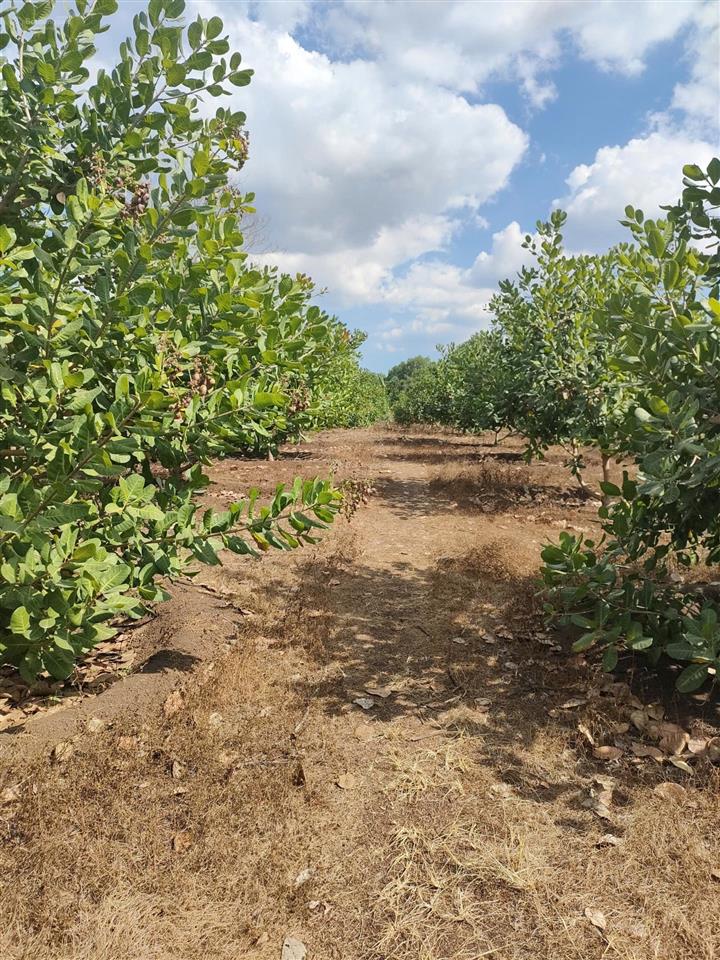 Bán đất rẫy có thổ cư view suối gần trung tâm long khánh