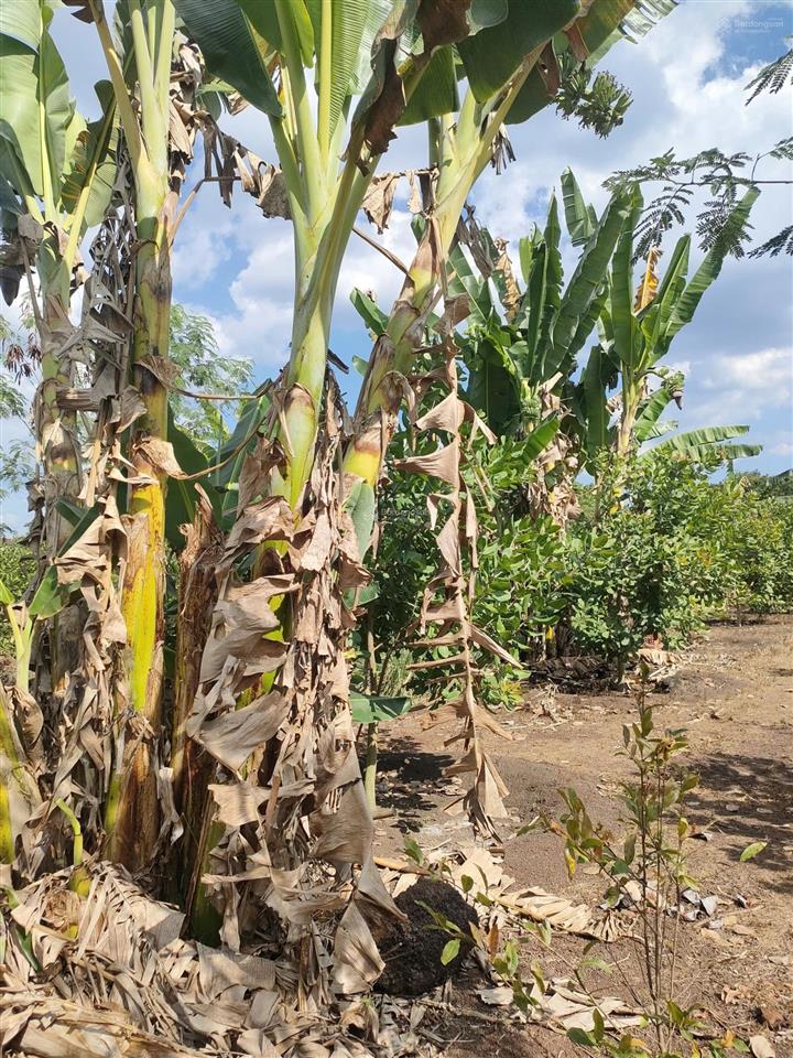 Bán đất rẫy có thổ cư view suối gần trung tâm long khánh