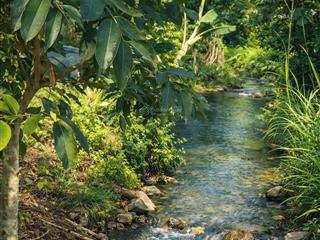 Bán đất rẫy có thổ cư view suối gần trung tâm long khánh