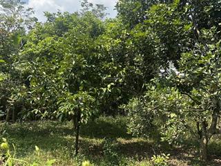 Xuân quế cần bán vườn sầu riêng view suối nước chảy quanh năm