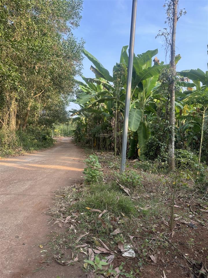 Sông ray bán 2800m2 có 300m2 ont giá rẻ