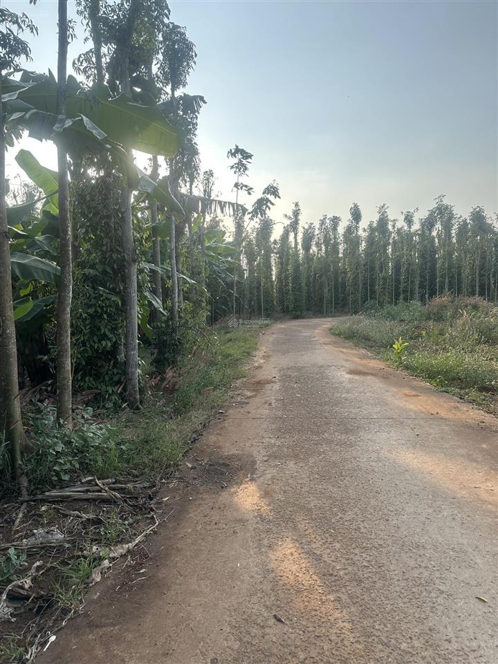 Sông ray bán 2800m2 có 300m2 ont giá rẻ