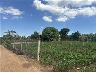 Sông ray bán 2642m2 có 100m2 ont giá tốt nhất