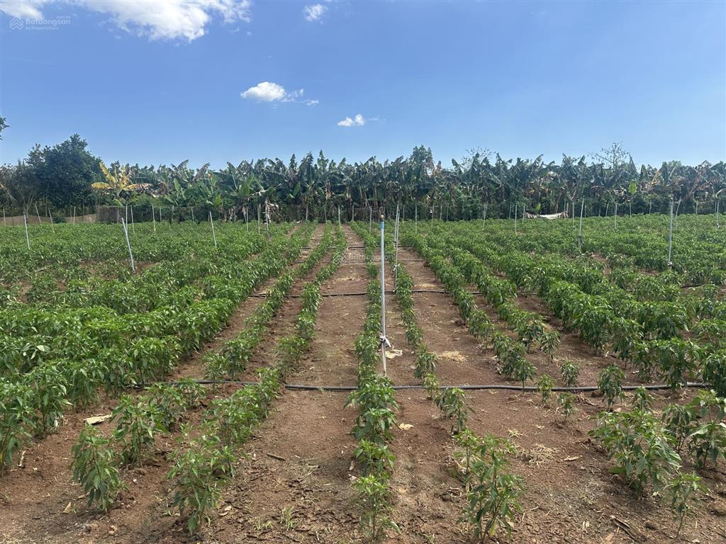 Sông ray bán 2642m2 có 100m2 ont giá tốt nhất