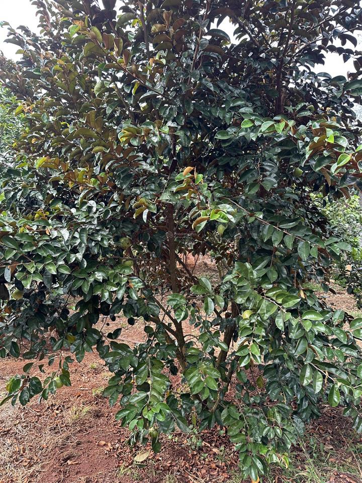 Vườn trái cây view suối nước chảy quanh năm có 300m2 ont giá rẻ
