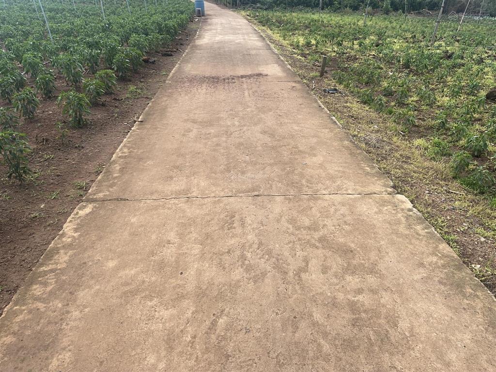 Bán vườn trái cây 2263 đường bê tông có 100m ont giá tốt quá ạ