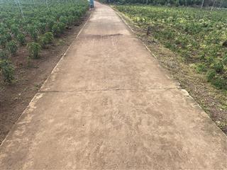 Bán vườn trái cây 2263 đường bê tông có 100m ont giá tốt quá ạ