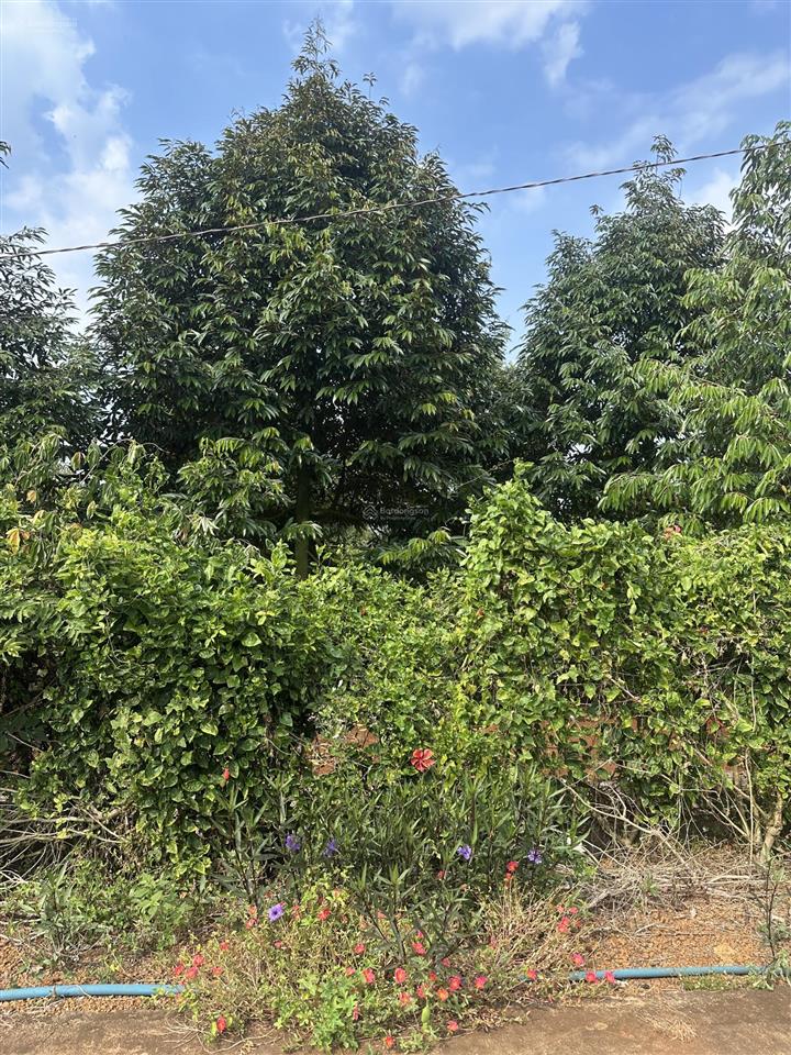 Bán vườn trái cây 2263 đường bê tông có 100m ont giá tốt quá ạ