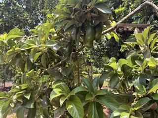 Chính chủ bán 2000m2 cây lâu năm đất sỏi đỏ bazan