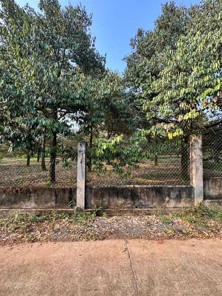 Bán 1912m vườn sầu riêng full hồng có thể phân lô cách kcn xuân quế 450m