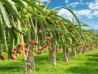 Bán trang trại thanh long 23 hecta mặt tiền đường hòn dồ đang cho thu hoach năng xuất cao