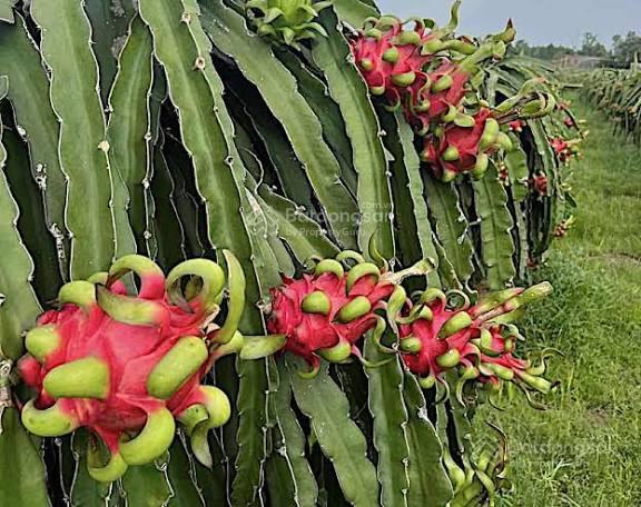 Bán trang trại thanh long 23 hecta mặt tiền đường hòn dồ đang cho thu hoạch năng xuất cao