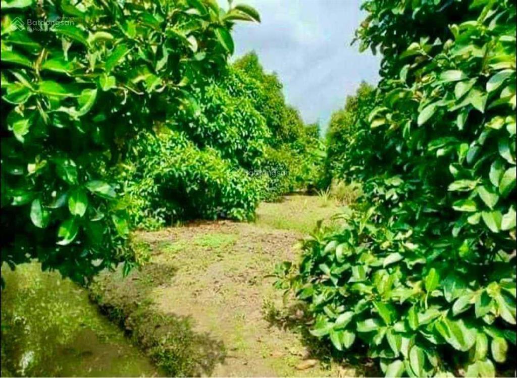 Đất vườn tân an, thủ dầu một, bình dương. 5888m2