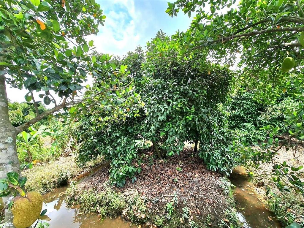 Đất vườn tân an, thủ dầu một, bình dương. 5888m2
