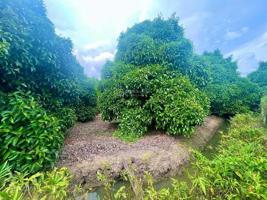 Đất vườn tân an, thủ dầu một, bình dương. 5888m2