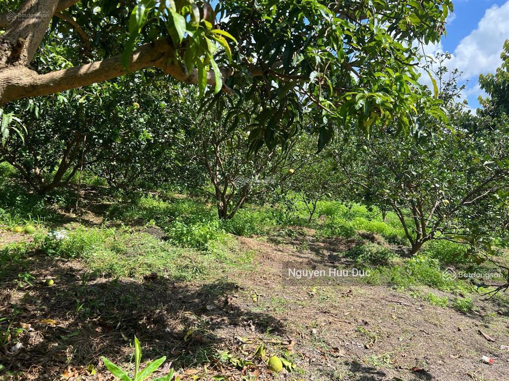 Bán đất siêu đẹp 44.85 x 125 = 5.820m2 (thổ 460m2 ) xã phú an, thị xã bến cát, bình dương giá 20 tỷ