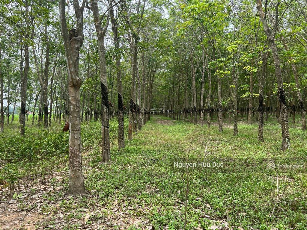Bán đất mặt tiền nhựa và mặt hồ dầu tiếng (4ha) 100m2 thổ, xã định an, h dầu tiếng, bình dương