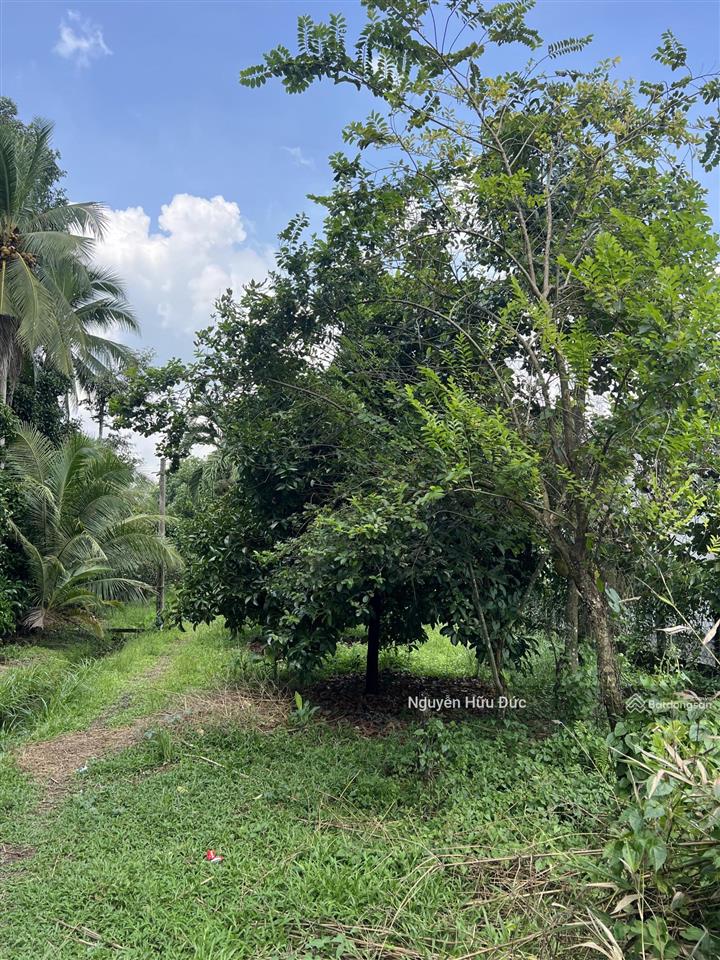 Bán vườn cây ăn trái (6.119m2) xã trung an, huyện củ chi, tphcm (3,5tr/m2)