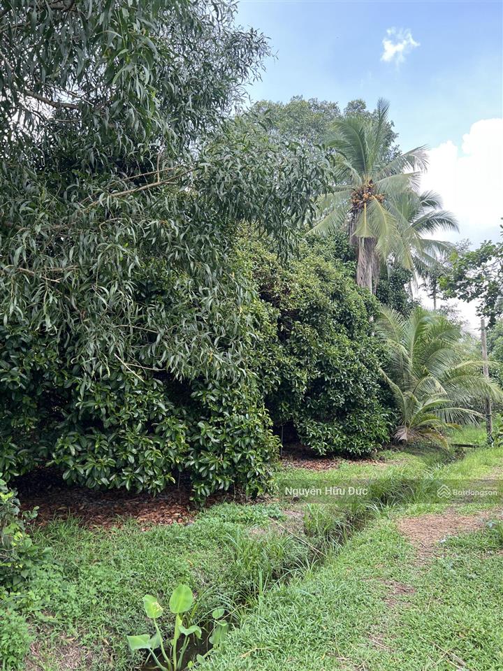 Bán vườn cây ăn trái (6.119m2) xã trung an, huyện củ chi, tphcm (3,5tr/m2)