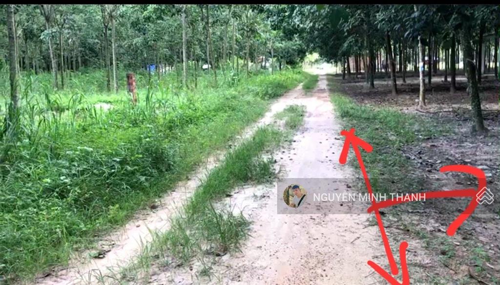 Chính chủ bán ~ 4,2 hecta cao su 10 năm xã minh thạnh giá 16,5 tỷ