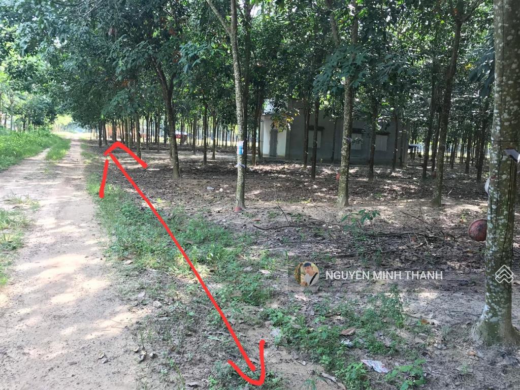Chính chủ bán ~ 4,2 hecta cao su 10 năm xã minh thạnh giá 16,5 tỷ