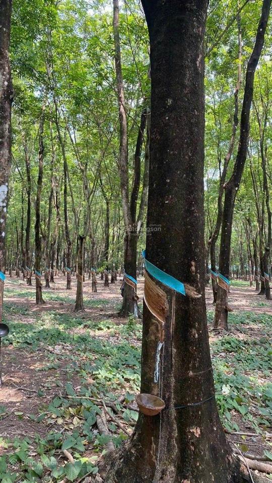 Chủ cần bán lô đất tân hưng, tp đồng nai. diện tích 32682,3m2 có 165m2 mặt tiền. giá chỉ 17 tỷ