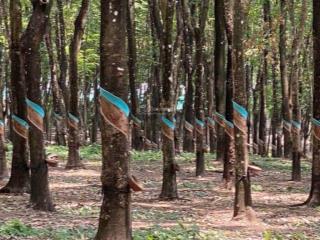 Chủ cần bán lô đất tân hưng, tp đồng nai. diện tích 32682,3m2 có 165m2 mặt tiền. giá chỉ 17 tỷ
