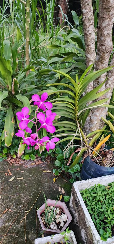 Bán đất thổ cư  0909 884 ***. mặt tiền đường ngay chợ diên lộc xã bình lộc cũ diên khánh