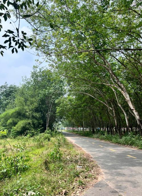 Bán đất bàu bàng ngay xã cây trường ii, dt 205,6m2, giá chỉ 1 tỷ 5,  ngay 0968 887 ***
