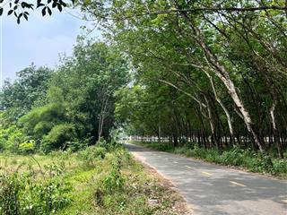 Bán đất bàu bàng ngay xã cây trường ii, dt 205,6m2, giá chỉ 1 tỷ 5,  ngay 0968 887 ***