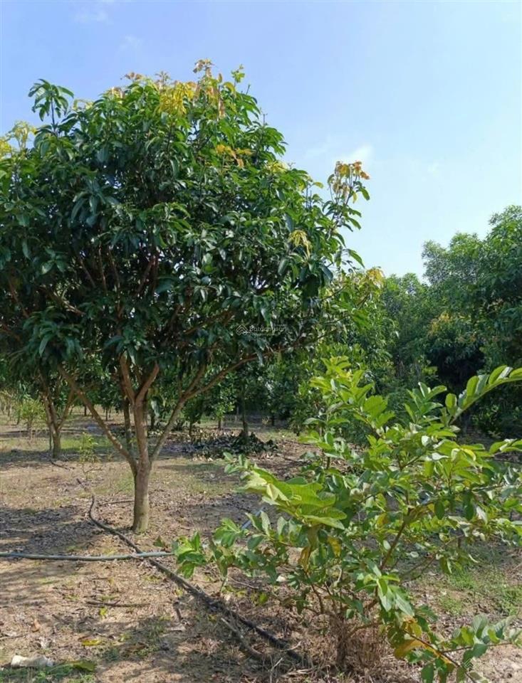 Bán mảnh đất 2541m2 có nhà cấp 4 ngay ubnd tân hiệp  phú giáo  tphcm. giá 650 triệu