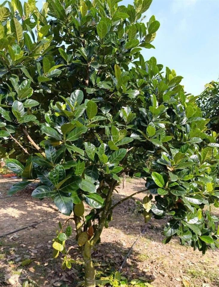 Bán mảnh đất 2541m2 có nhà cấp 4 ngay ubnd tân hiệp  phú giáo  tphcm. giá 650 triệu