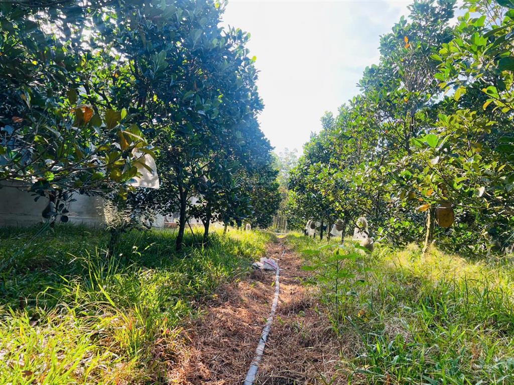 Bán vườn mít đang cho trái. dt 510m² có 100m² thổ cư giá 680 triệu