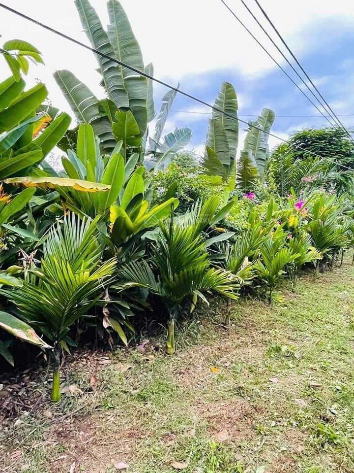 Bán đất 1000m2 phù hợp làm nhà vườn trồng trọt, cách sân bay long thành chưa đến 1 tiếng di chuyển