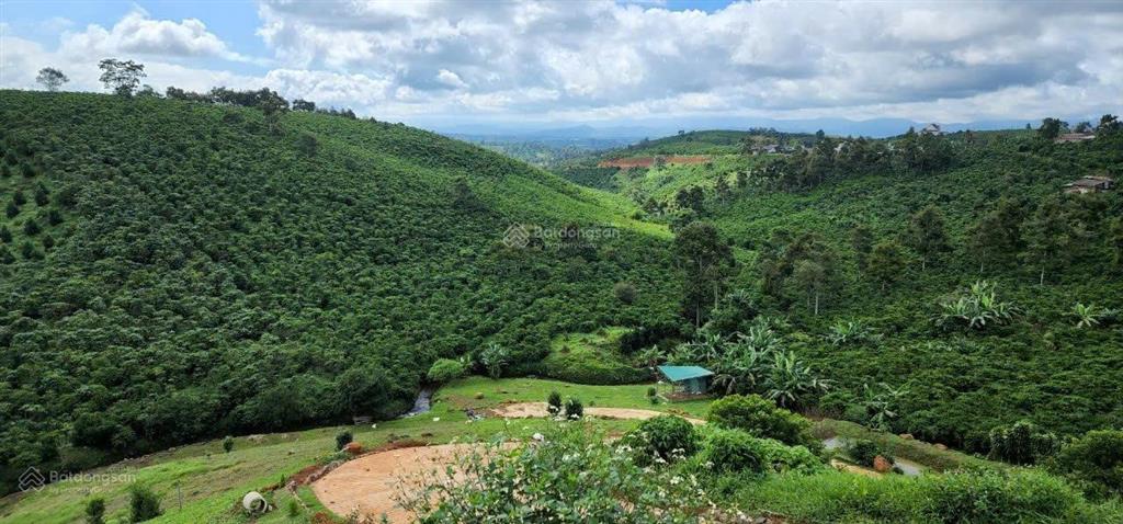 Bán gấp 10.000m2 đất phường 1 bảo lộc  phù hợp làm nhà vườn, homestay, cà phê suối