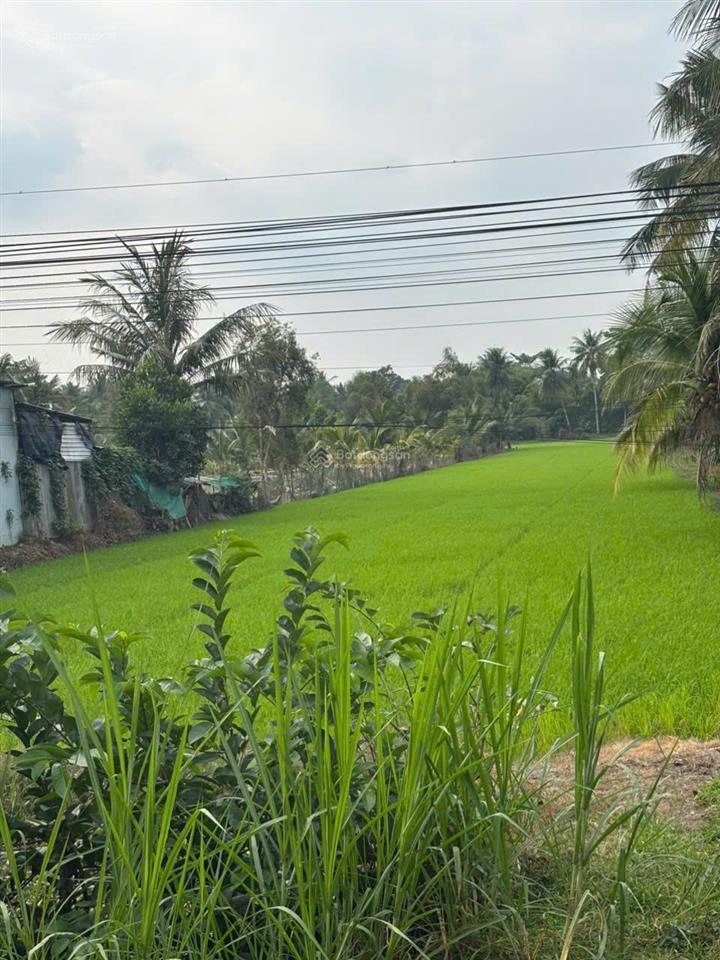 Bán gấp 4.730m² đất lúa mặt tiền đường huyện 22