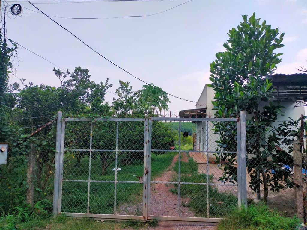 Bán đất cao su tại hiếu liêm, 9 tỷ, 23000 m2, pháp lý đầy đủ, mặt tiền 220m
