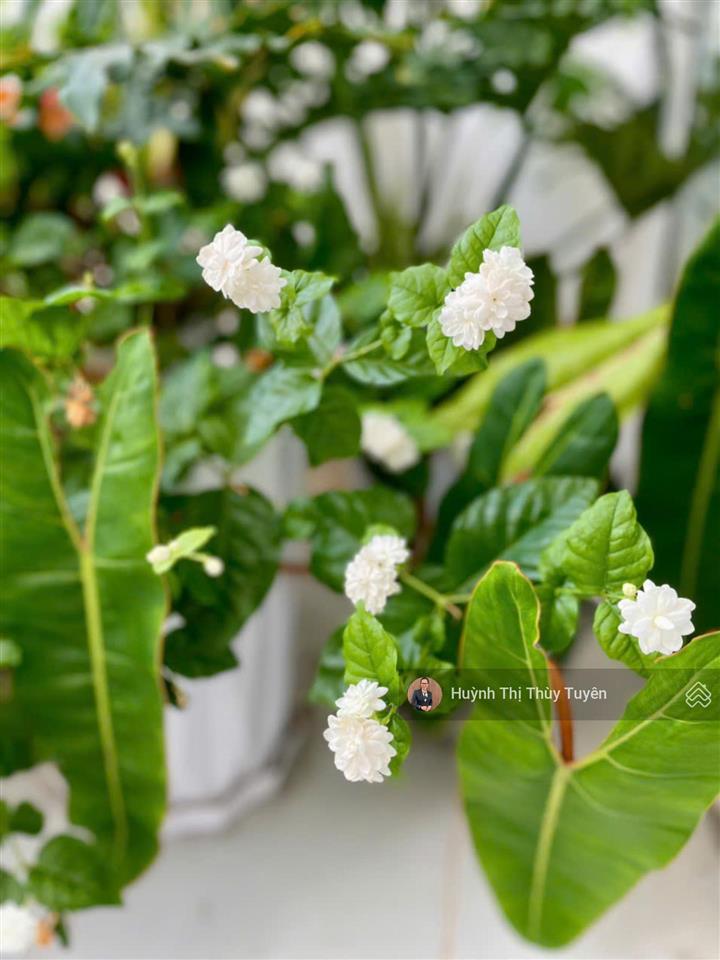 Hàng 2pn duplex ban công hiếm bán moonlight park view bình tân sổ sẵn giá tốt 4,1 tỷ 0917 051 ***