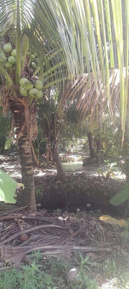 cần bán gấp
