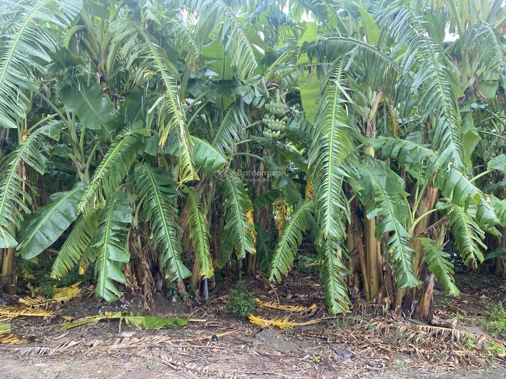 Đất phân lô cửu cao, văn giang, ô tô tránh thông, kinh doanh, ngay chung cư, bệnh viện, trường, chợ